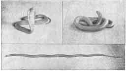 Egipski wąż naja haja pozostający w bezruchu wskutek naciskania jego szyji.  (Reprodukcja z Verworn za fotografiami.)